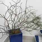 Stefani פאז'אנה